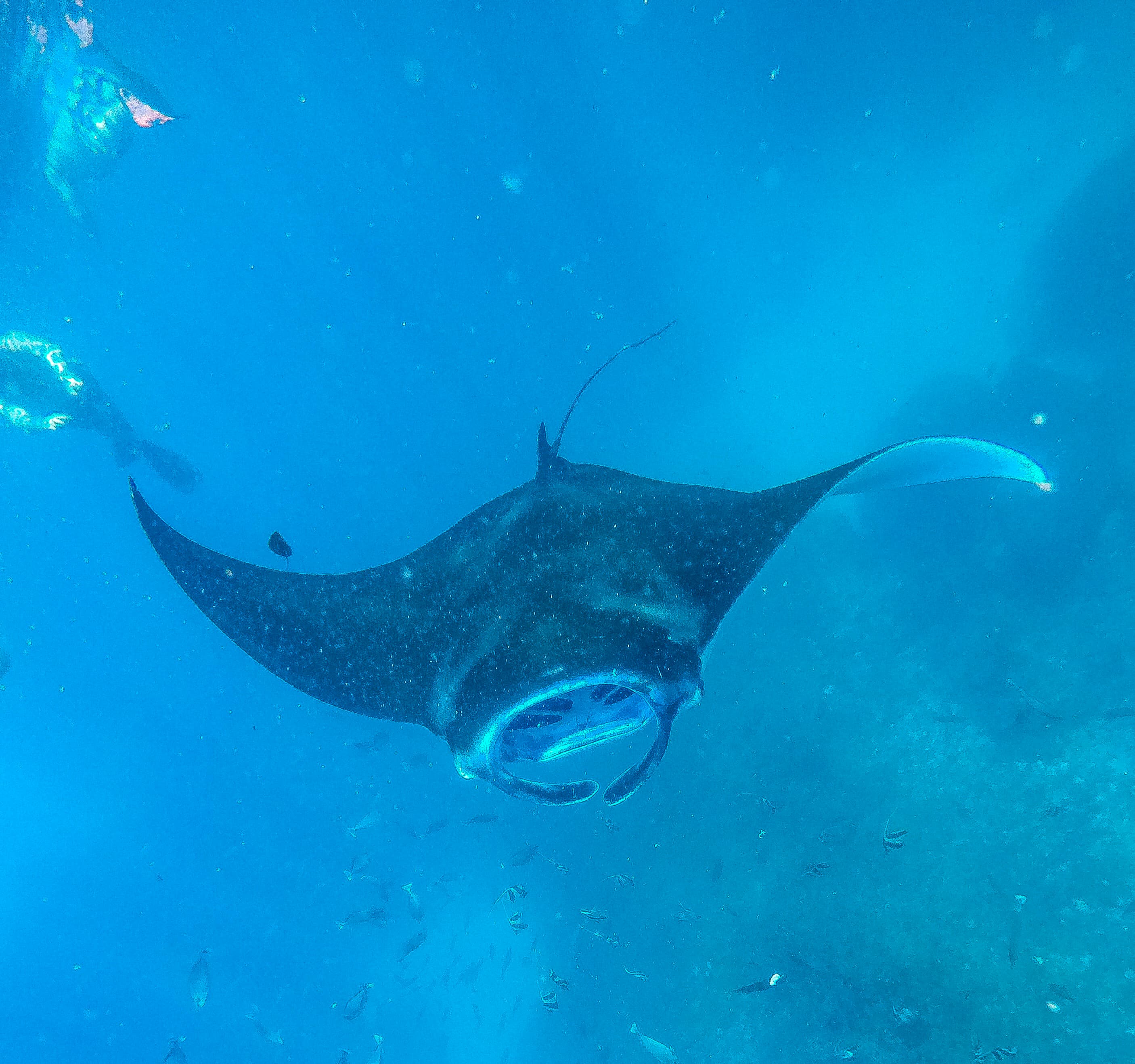 ペニダ島の海でマンタと泳ぐ様子